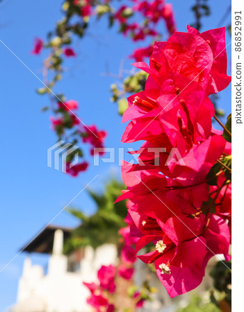 Beautiful pink begonville flowers in a traditional summer house garden in Bodrum, Turkey Beautiful pink begonville flowers in a traditional summer house garden in Bodrum, Turkey 86852991