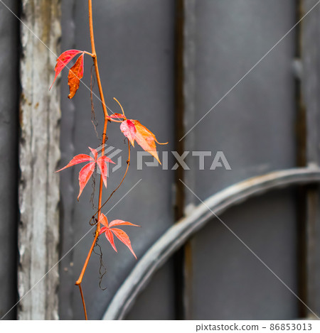 Autumn red leaves of girlish grape on gray metal gate with forging elements Autumn red leaves of girlish grape on gray metal gate with forging elements 86853013