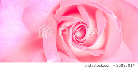 Botanical concept, wedding invitation card - Soft focus, abstract floral background, pink rose flower. Macro flowers backdrop for holiday brand design 86853014
