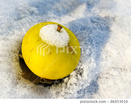 Yellow apple on white snow on a sunny frosty day in winter 86853016