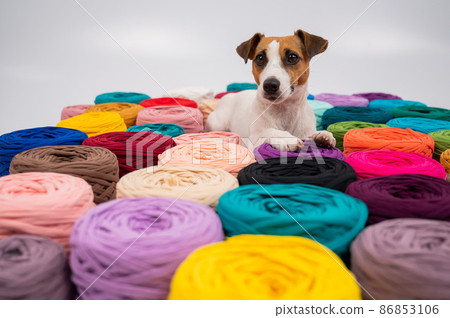 Close-up of Jack Russell Terrier dog among multi-colored cotton skeins. Close-up of Jack Russell Terrier dog among multi-colored cotton skeins. 86853106