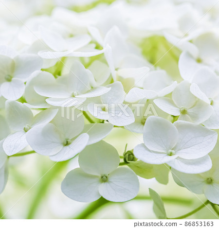 Background of white flowers. Hydrangea or hortensia in blossom. 86853163