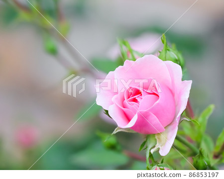 Soft pink rose Bonica with buds in the garden. Perfect for background of greeting cards for birthday, Valentine's Day and Mother's Day 86853197