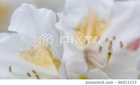 Botanical concept - Soft focus, abstract floral background, white Rhododendron flower petals. Macro flowers backdrop for holiday brand design Botanical concept - Soft focus, abstract floral background, white Rhododendron flower petals. Macro flowers backdrop for holiday brand design 86853233