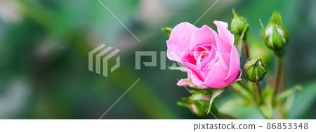 Soft pink rose Bonica with buds in the garden. Perfect for background of greeting cards for birthday, Valentine's Day and Mother's Day Soft pink rose Bonica with buds in the garden. Perfect for background of greeting cards for birthday, Valentine's Day and Mother's Day 86853348