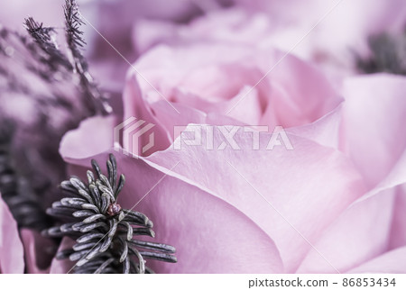 Pink roses with fir branches. Macro flowers background for holiday brand design 86853434