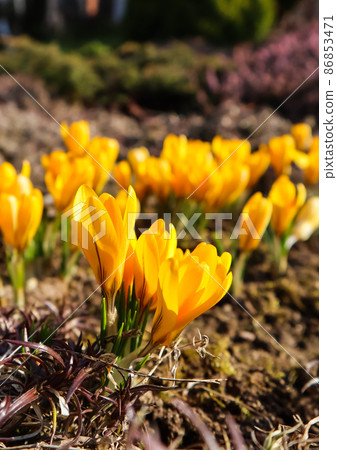 Spring is coming. The first yellow crocuses in my garden on a sunny day Spring is coming. The first yellow crocuses in my garden on a sunny day 86853471