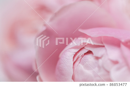 Botanical concept, wedding invitation card - Soft focus, abstract floral background, pink rose flower petals. Macro flowers backdrop for holiday design 86853477