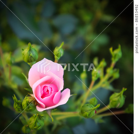 Beautiful pink rose Bonica with buds in the garden 86853492