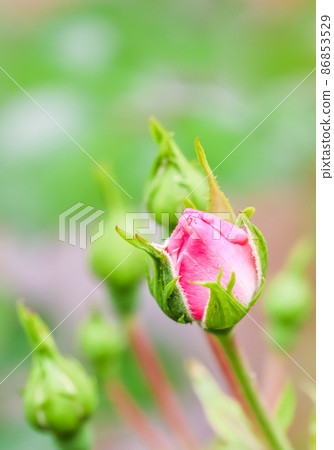 Soft pink rose Bonica with buds in the garden. Perfect for background of greeting cards for birthday, Valentine's Day and Mother's Day 86853529