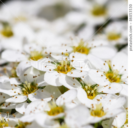 Thunberg Spirea (Spiraea Thunbergii) bush in blossom. Background of white flowers Thunberg Spirea (Spiraea Thunbergii) bush in blossom. Background of white flowers 86853530