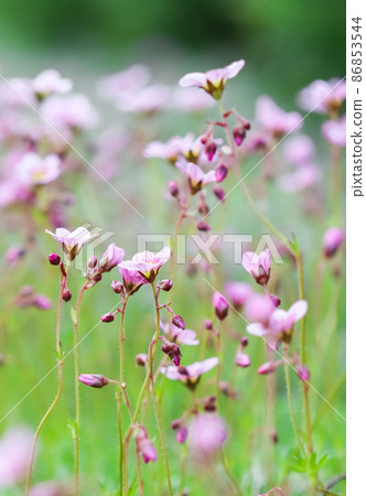 Delicate white pink flowers of Saxifrage moss in spring garden. Floral background 86853544