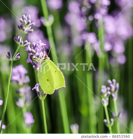 Beautiful yellow Gonepteryx rhamni or common brimstone butterfly on a purple lavender flower in a sunny garden. 86853560