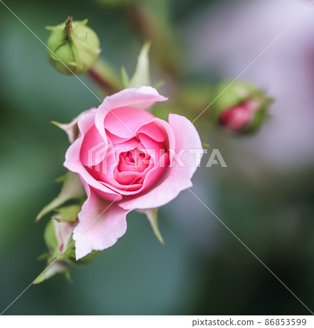 Soft pink rose Bonica in the garden. Perfect for background of greeting cards for birthday, Valentine's Day and Mother's Day Soft pink rose Bonica in the garden. Perfect for background of greeting cards for birthday, Valentine's Day and Mother's Day 86853599