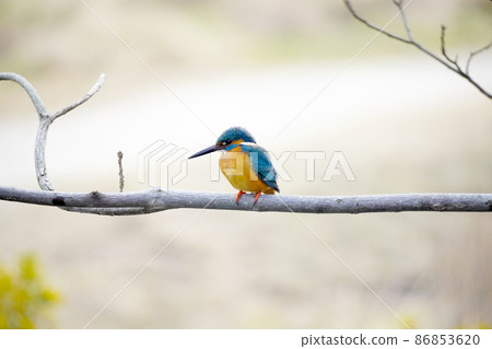 翠鳥 翠鳥 86853620