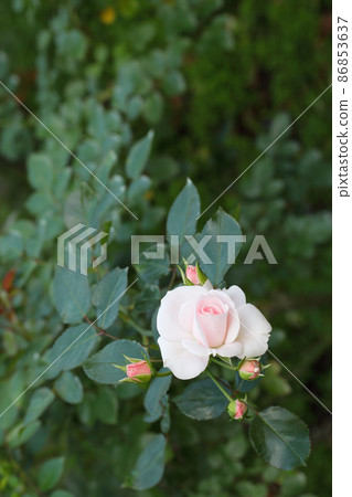 Aspirin rose rose flowers and buds Aspirin rose rose flowers and buds 86853637