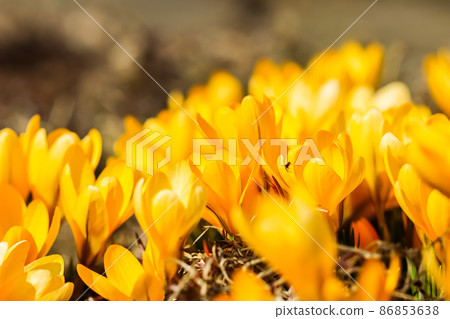 Spring in the garden. Blooming yellow crocus flowers on sunny day Spring in the garden. Blooming yellow crocus flowers on sunny day 86853638