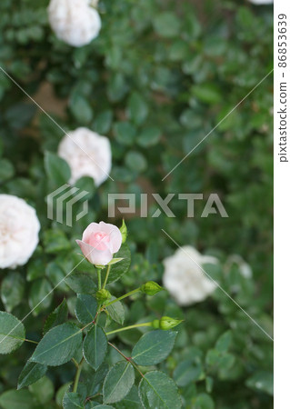 阿司匹林玫瑰玫瑰花蕾 阿司匹林玫瑰玫瑰花蕾 86853639