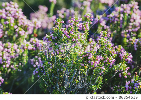 Blooming heather flowers 86854619