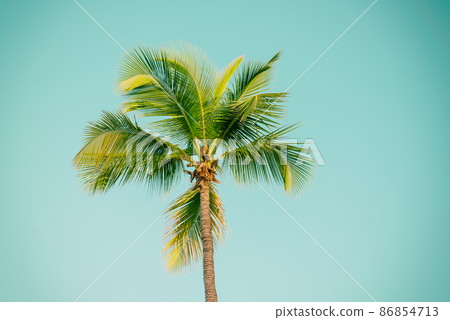 Palm tree and sky 86854713