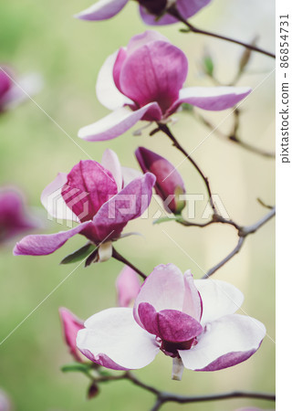 Magnolia spring flowers Magnolia spring flowers 86854731