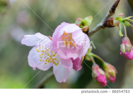 淡水天元宮 櫻花季 86854783