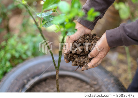 Woman's hands growing plant and adding fertile soil to the plant 86855472