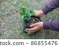 Woman's hands growing plant and adding fertile soil to the plant 86855476
