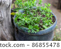 Growing saw-tooth coriander or stink weed vegetable on old water bottle 86855478
