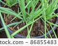 Growing onion on old water bucket with selective focus 86855483