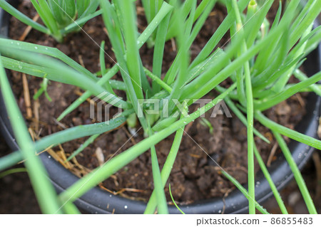 Growing onion on old water bucket with selective focus 86855483