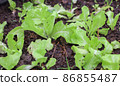 Fresh lettuce growing on fertile soil 86855487