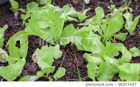 Fresh lettuce growing on fertile soil Fresh lettuce growing on fertile soil 86855487