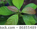 Closeup of avocado plant with selective focus 86855489