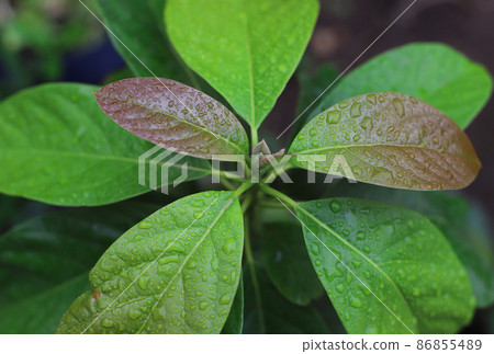 Closeup of avocado plant with selective focus Closeup of avocado plant with selective focus 86855489