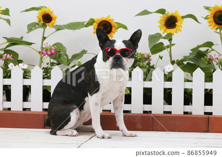 Dog with sunglasses Dog with sunglasses 86855949