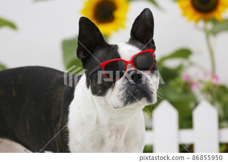 Dog with sunglasses Dog with sunglasses 86855950