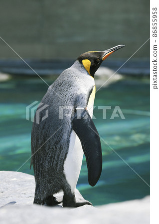 企鵝在動物園 企鵝在動物園 86855958