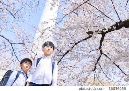 A boy's elementary school student carrying a school bag standing in front of a cherry tree 86856066