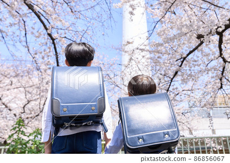 一個男孩的小學生仰望櫻桃樹的後視圖 86856067