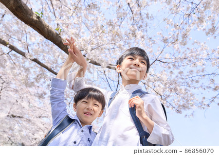 一個男孩的小學生背著書包站在櫻桃樹前 86856070