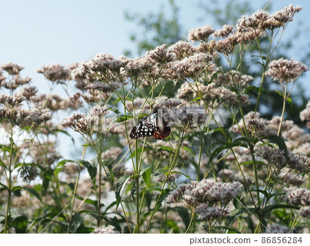 Eupatorium japonicum flowers and chestnut tiger 86856284