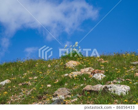 Minimalistic summer arctic landscape. Blooming plants in the summer tundra. Nature of Altai and Siberia. 86856433