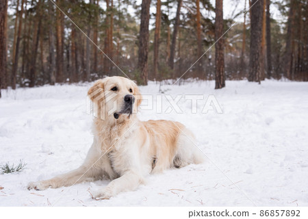 Retriever resting on snow in the forest Retriever resting on snow in the forest 86857892