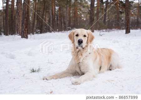Dog walking in the forest outdoors Dog walking in the forest outdoors 86857899