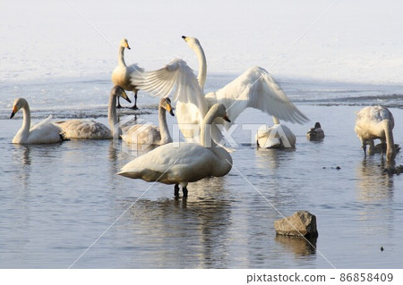 Swan's flapping flapping 86858409