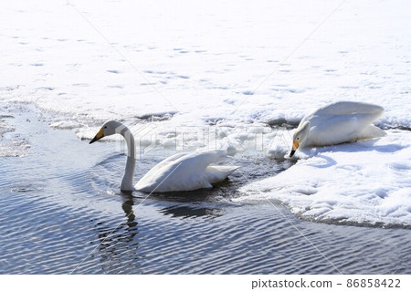 Two swans playing on the snow and water Two swans playing on the snow and water 86858422