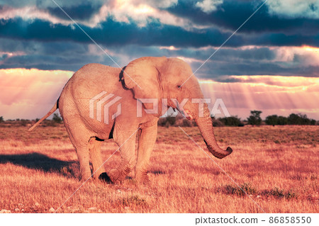 Closeup view of big African Elephant 86858550