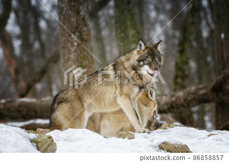 Gray wolf. Photo of a gray wolf in the wild nature . Gray wolf. Photo of a gray wolf in the wild nature . 86858857