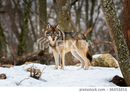 Gray wolf. Photo of a gray wolf in the wild nature . Gray wolf. Photo of a gray wolf in the wild nature . 86858858